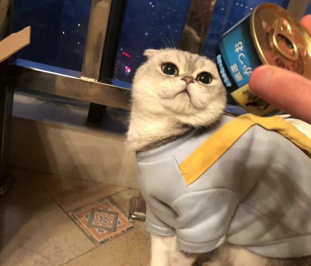 Bro Gang looking up at a treat in his blue and yellow outfit