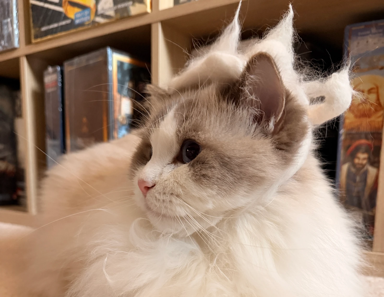 Kino in profile, with fluffy cream fur and a little pink nose